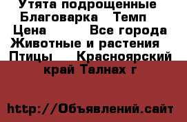 Утята подрощенные “Благоварка“,“Темп“ › Цена ­ 100 - Все города Животные и растения » Птицы   . Красноярский край,Талнах г.